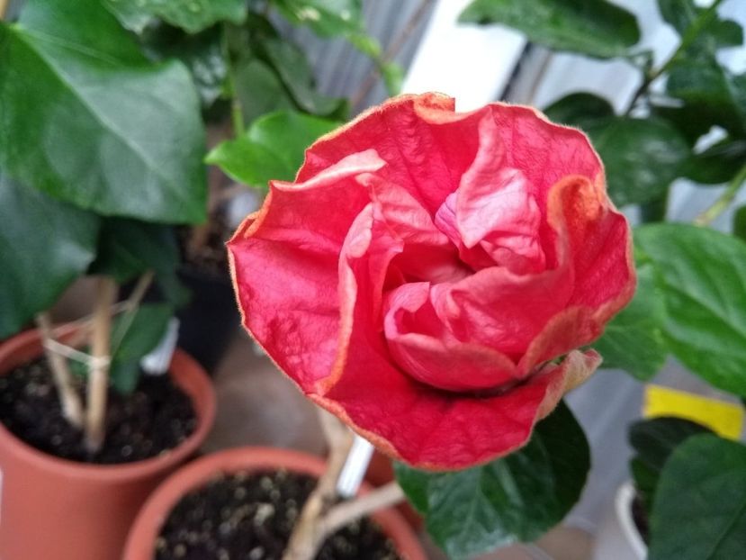  - Tahitian Star Queen Nebula