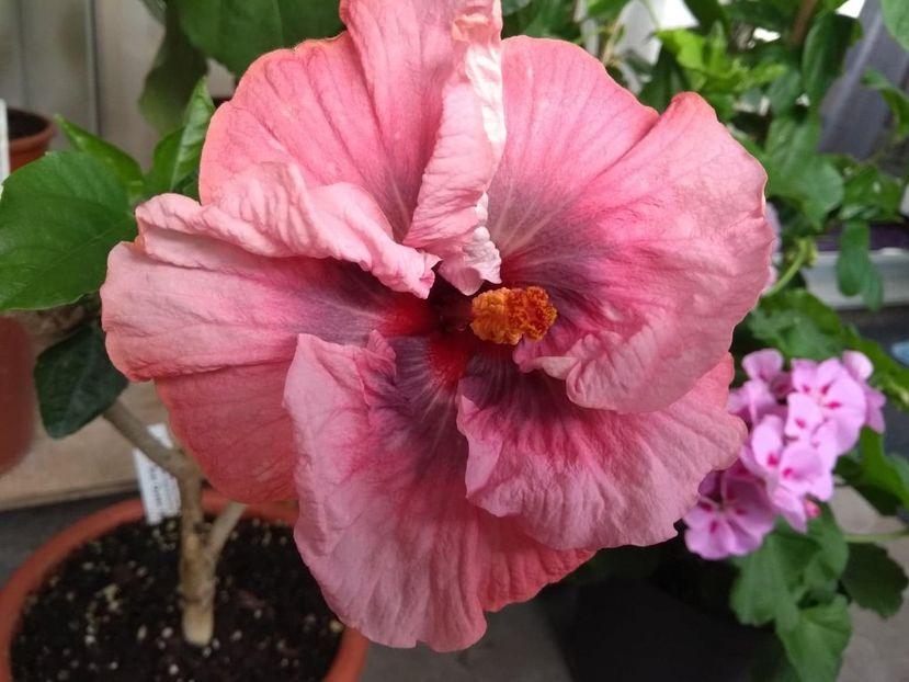  - Tahitian Star Queen Nebula