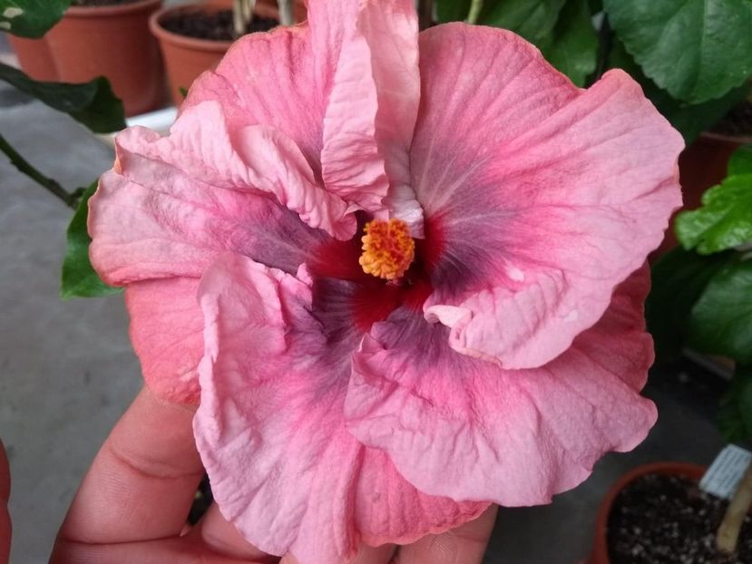  - Tahitian Star Queen Nebula