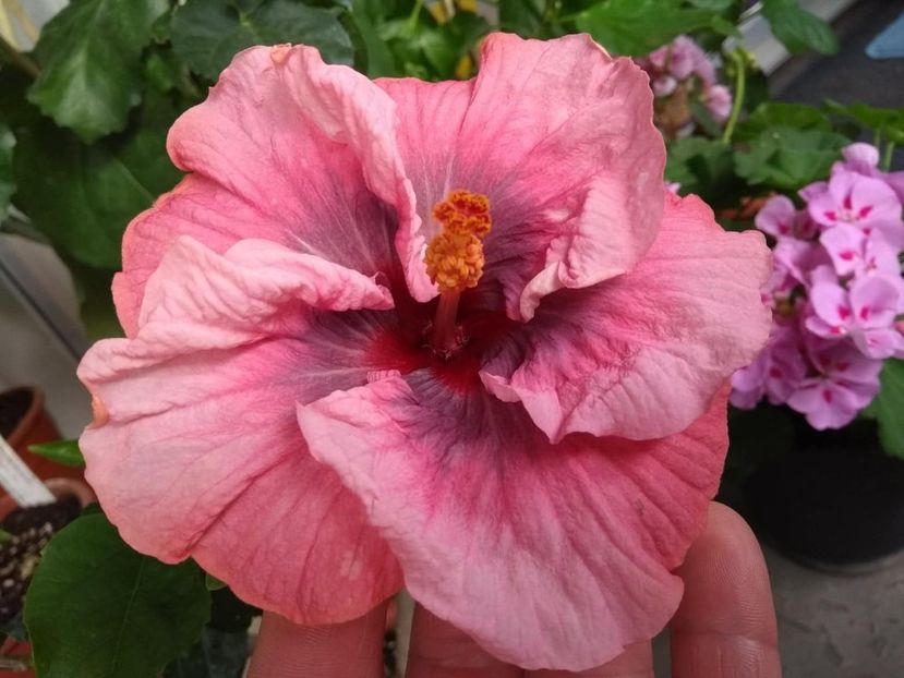  - Tahitian Star Queen Nebula