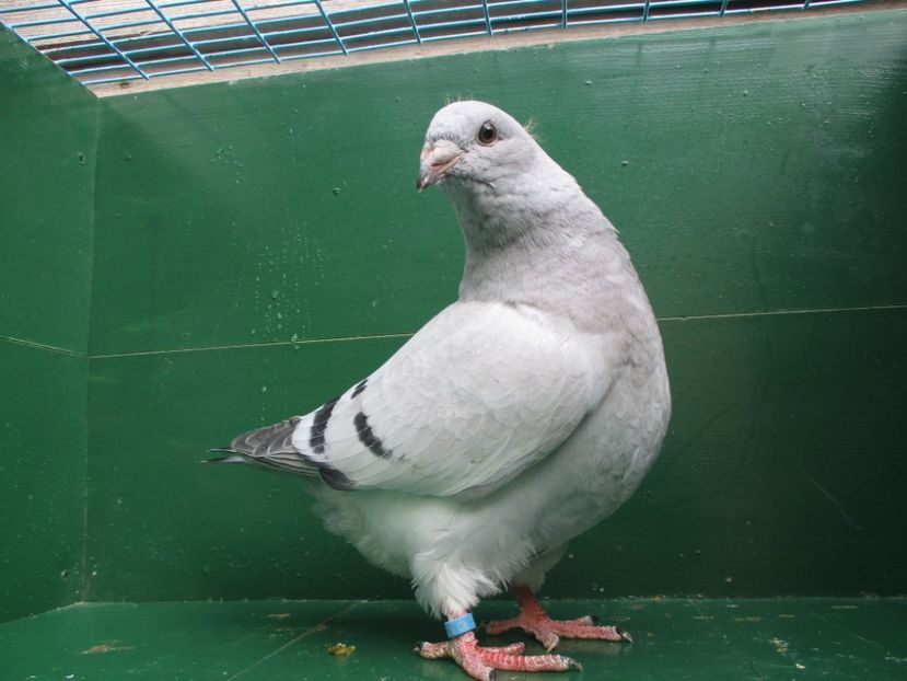 03570-18 - Tineret 2018