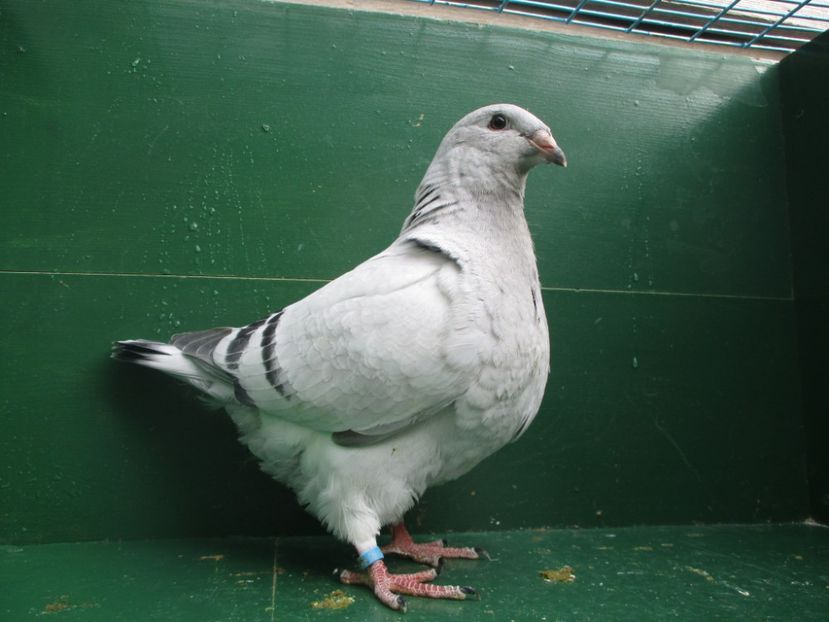 03571-18 - Tineret 2018