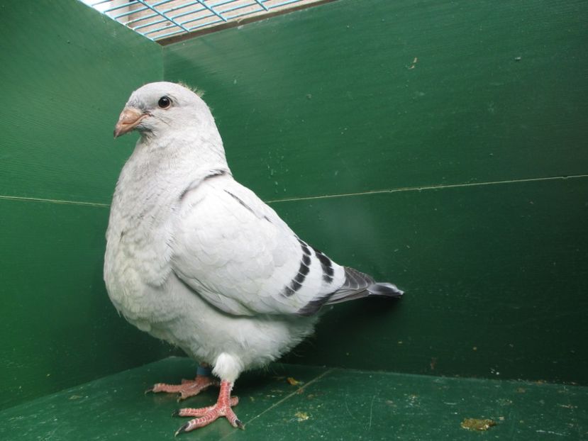 03574-18 - Tineret 2018