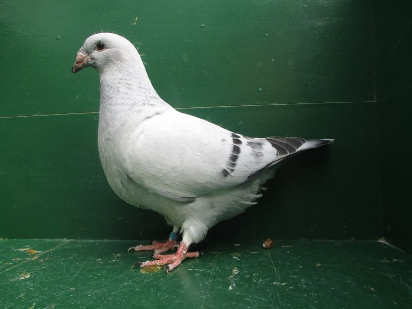 03575-18 - Tineret 2018