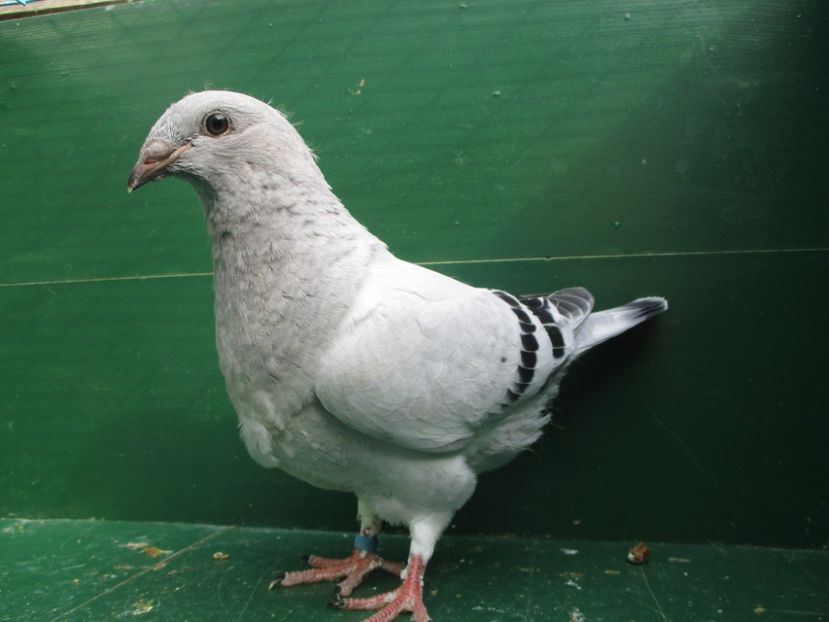 03576-18 - Tineret 2018