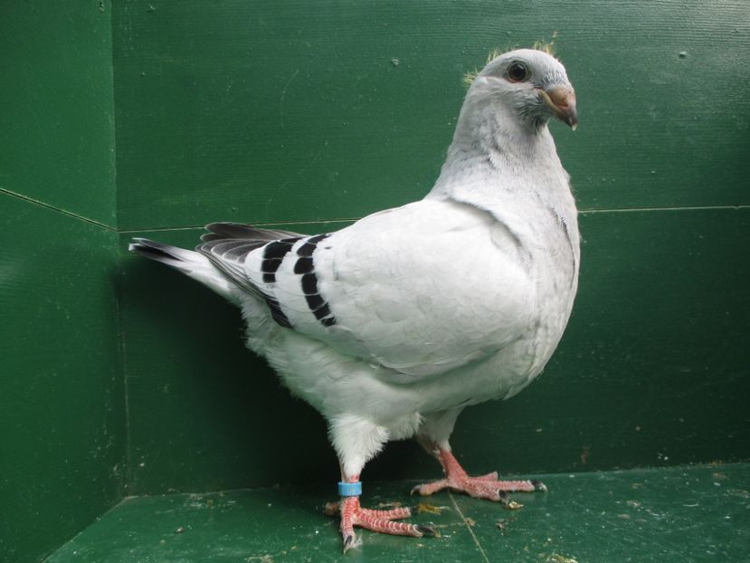 03577-18 - Tineret 2018