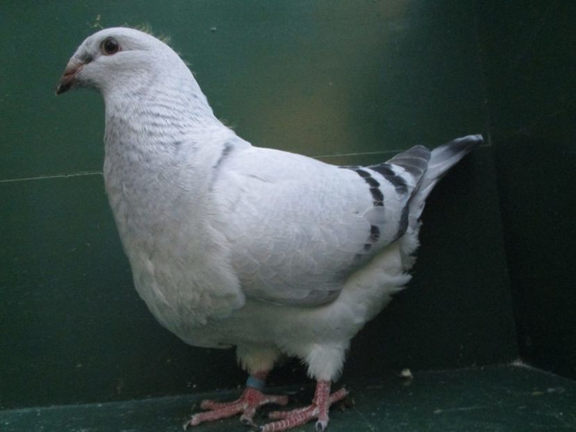 03573-18 - Tineret 2018