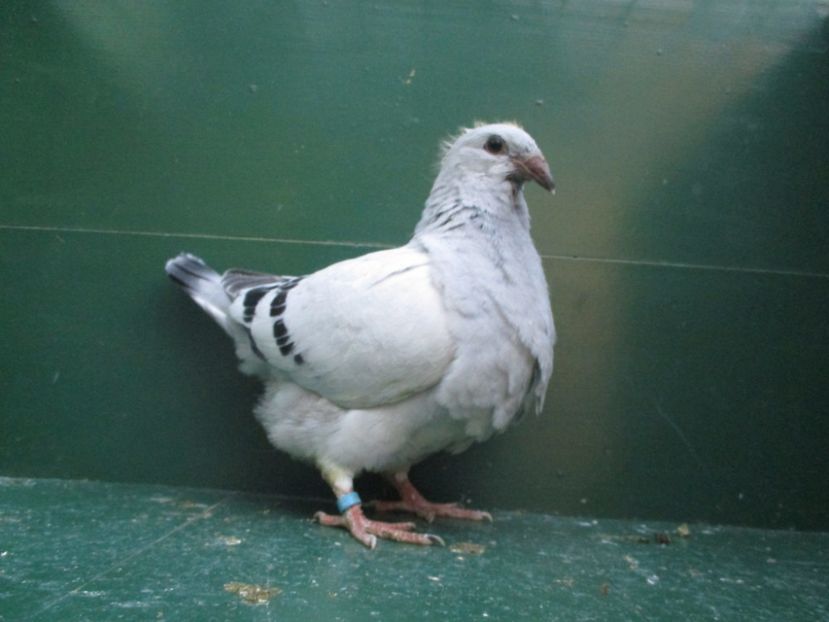 03579-18 - Tineret 2018