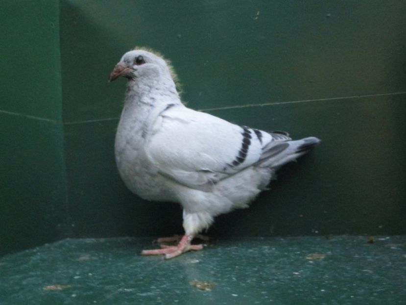 03580-18 - Tineret 2018