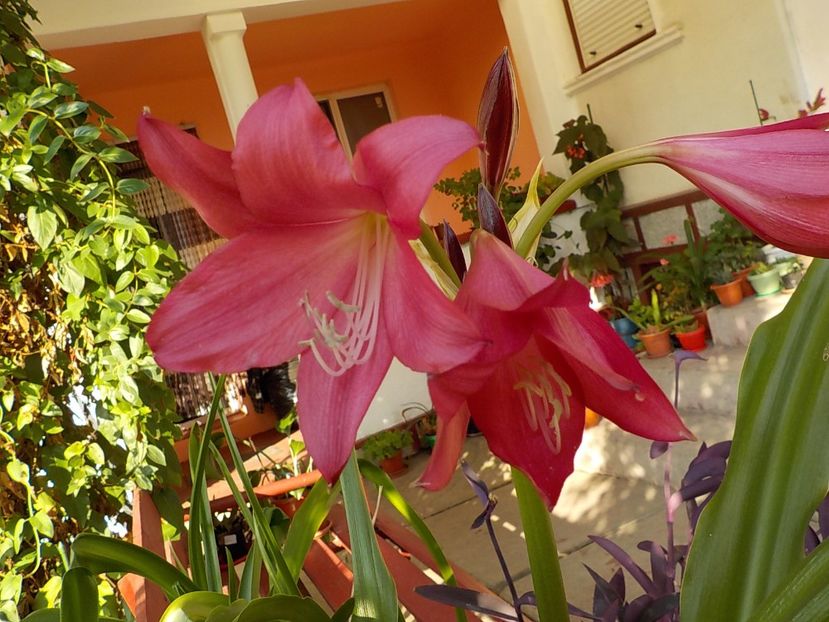  - crinum powelii bosanquet