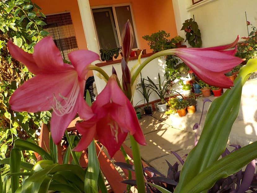  - crinum powelii bosanquet