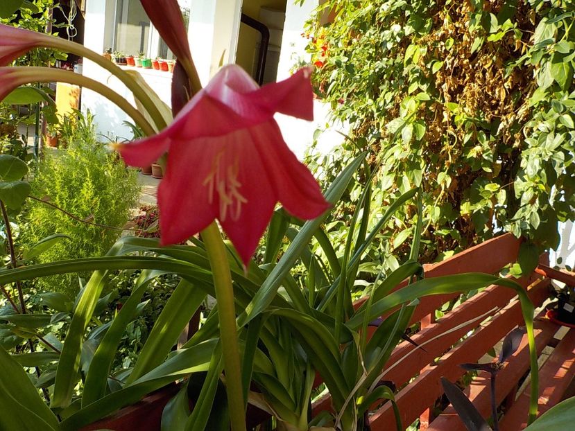  - crinum powelii bosanquet