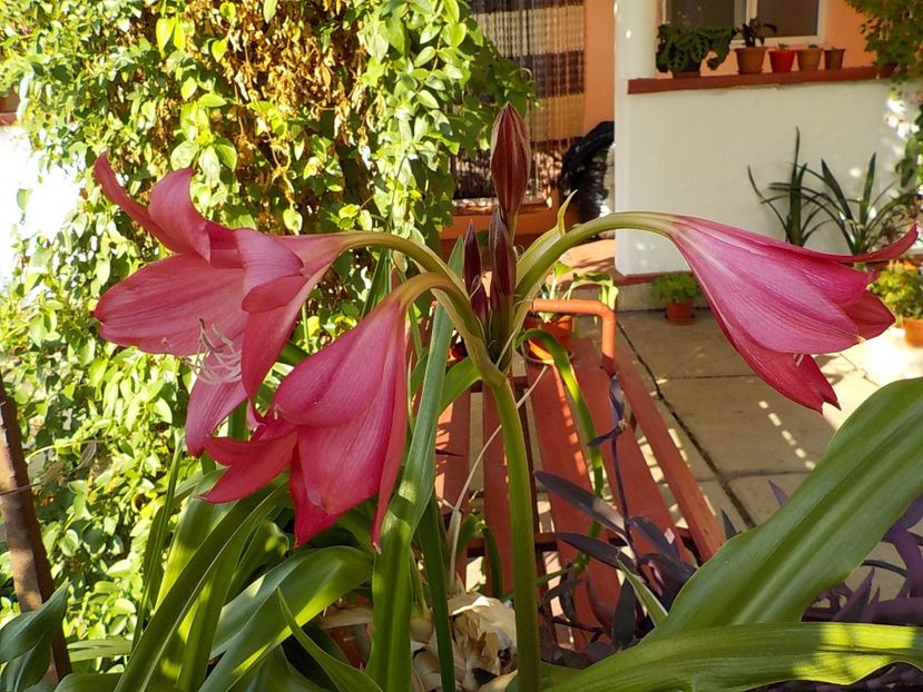  - crinum powelii bosanquet