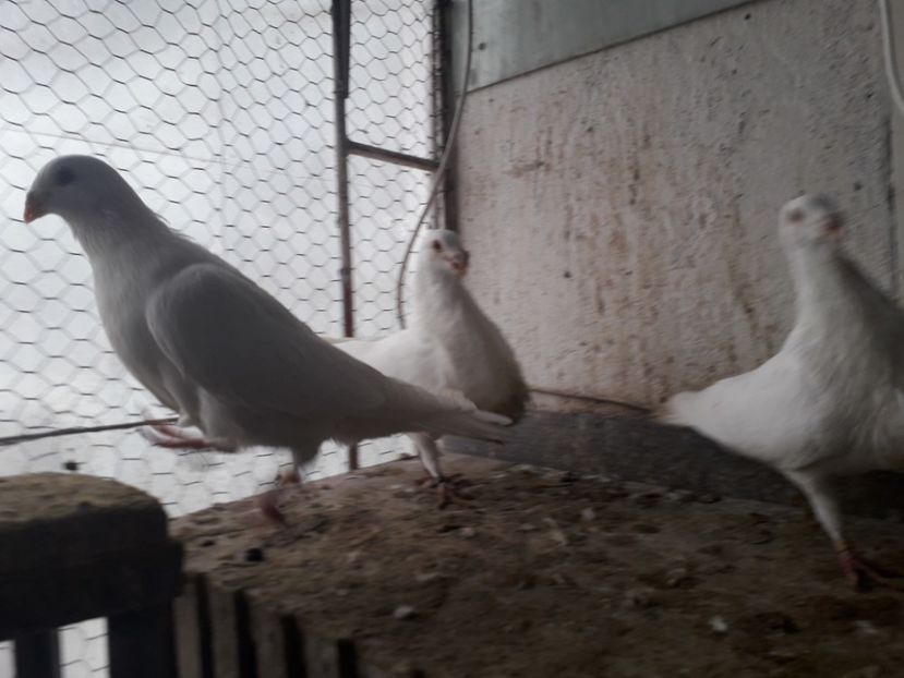  - GUSTI SPANIOLI buchon jienenes VINDUTII