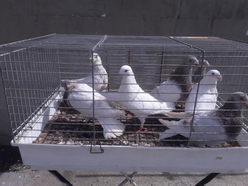  - GUSTI SPANIOLI buchon jienenes VINDUTII