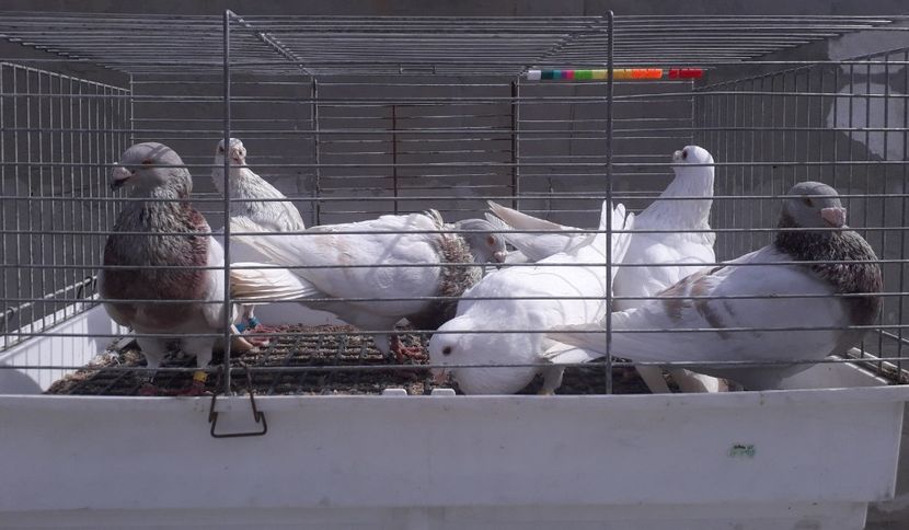  - GUSTI SPANIOLI buchon jienenes VINDUTII