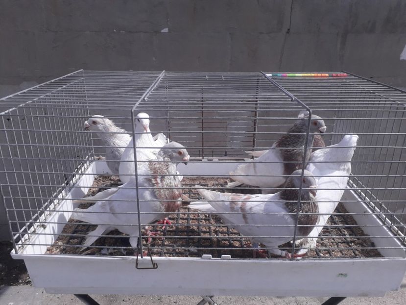  - GUSTI SPANIOLI buchon jienenes VINDUTII