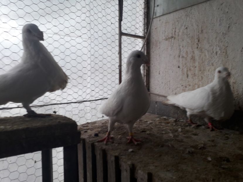  - GUSTI SPANIOLI buchon jienenes VINDUTII