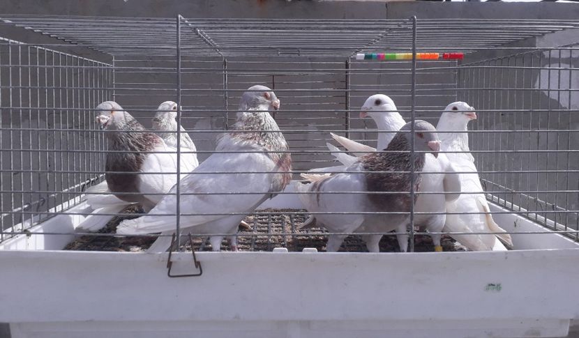  - GUSTI SPANIOLI buchon jienenes VINDUTII