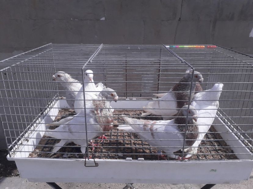  - GUSTI SPANIOLI buchon jienenes VINDUTII