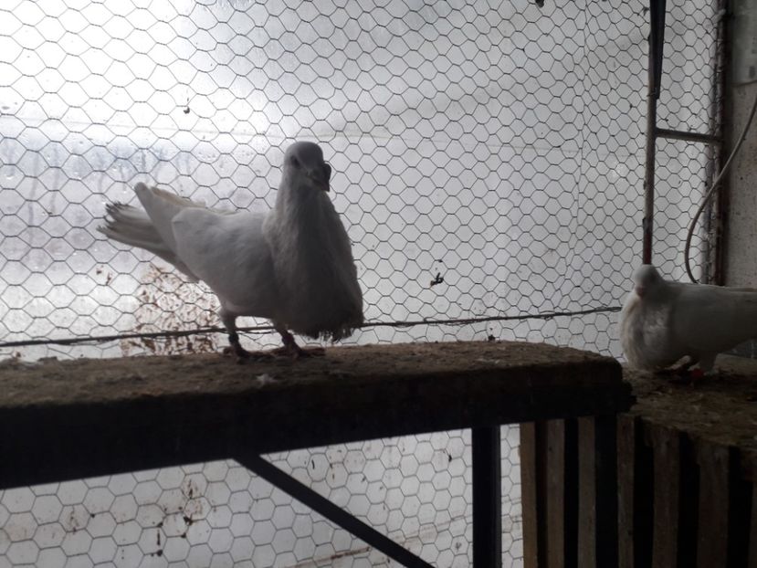  - GUSTI SPANIOLI buchon jienenes VINDUTII