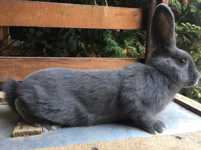 F 0-1 RO 12 4832 - X Iepuri ce i-am avut