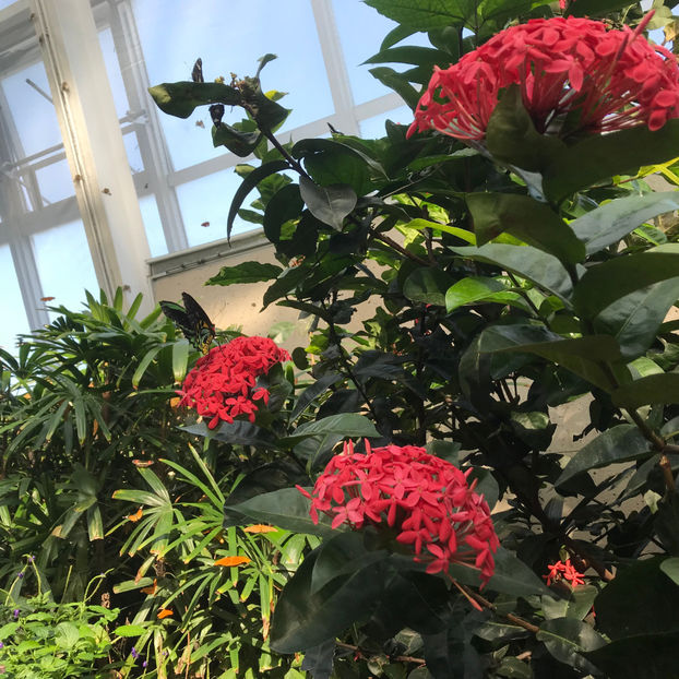  - Butterfly Conservatory