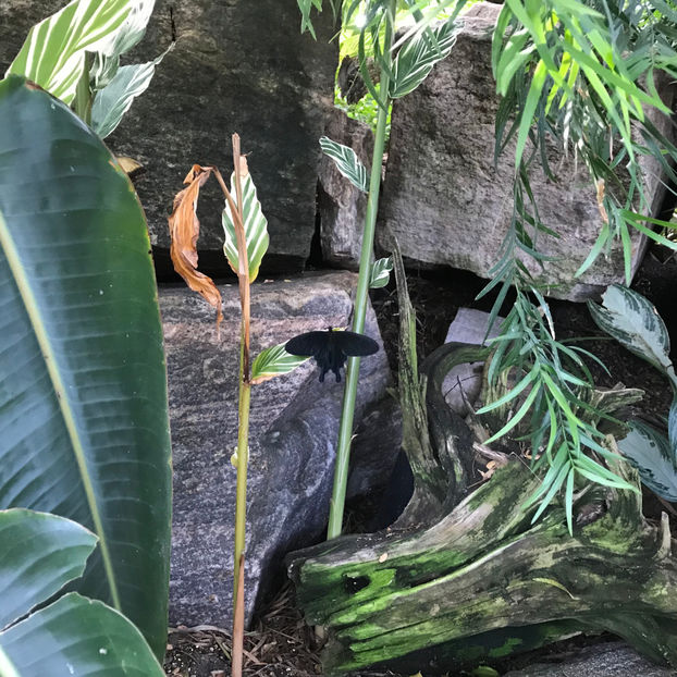  - Butterfly Conservatory