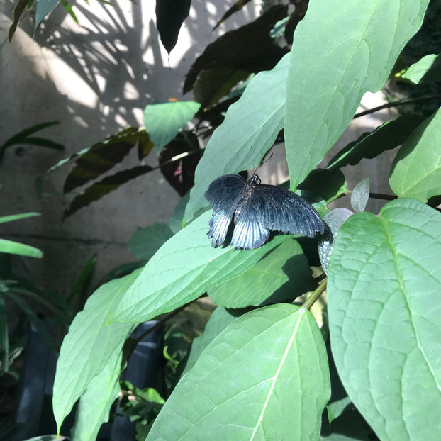  - Butterfly Conservatory