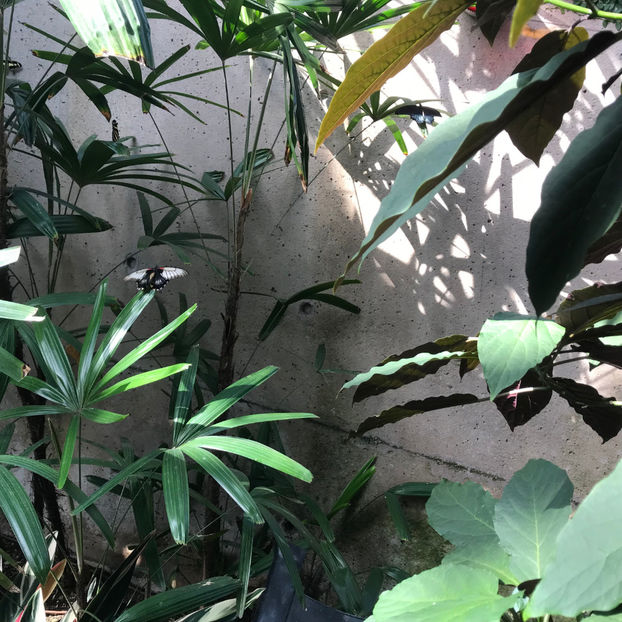  - Butterfly Conservatory
