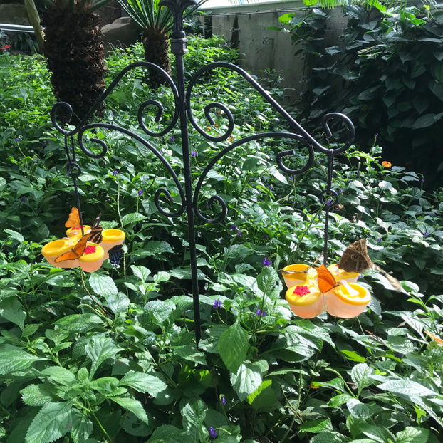  - Butterfly Conservatory