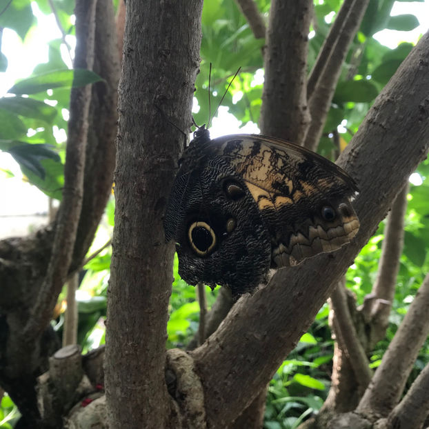  - Butterfly Conservatory