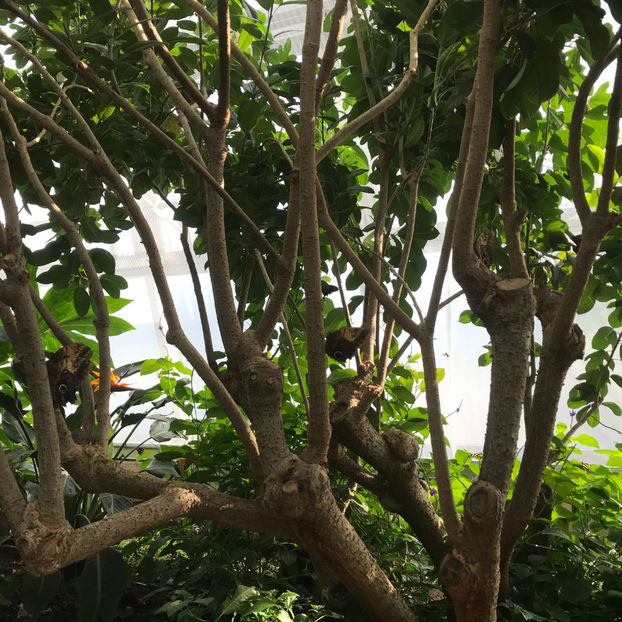  - Butterfly Conservatory