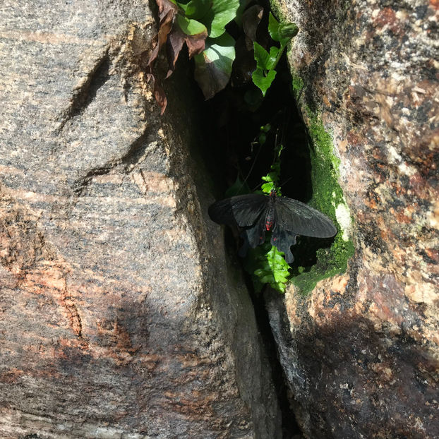  - Butterfly Conservatory