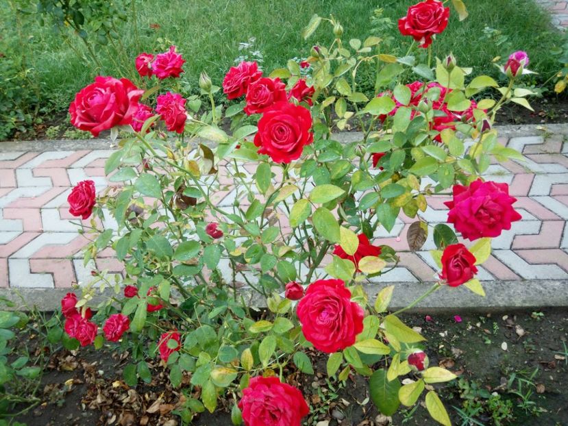  - TH roșu foarte frumos