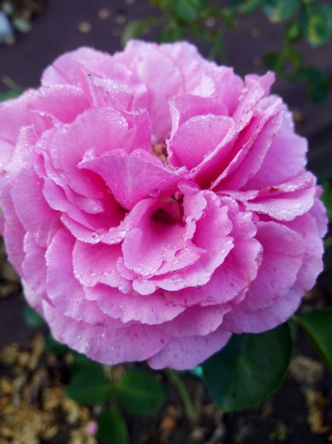  - Queen Adelaide sau Yves Piaget