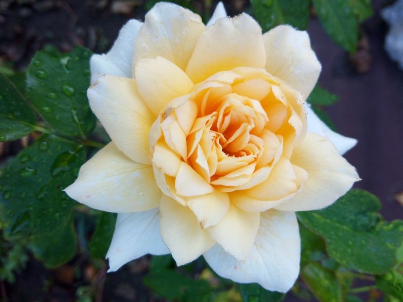 septembrie - Nadine Xella Ricci