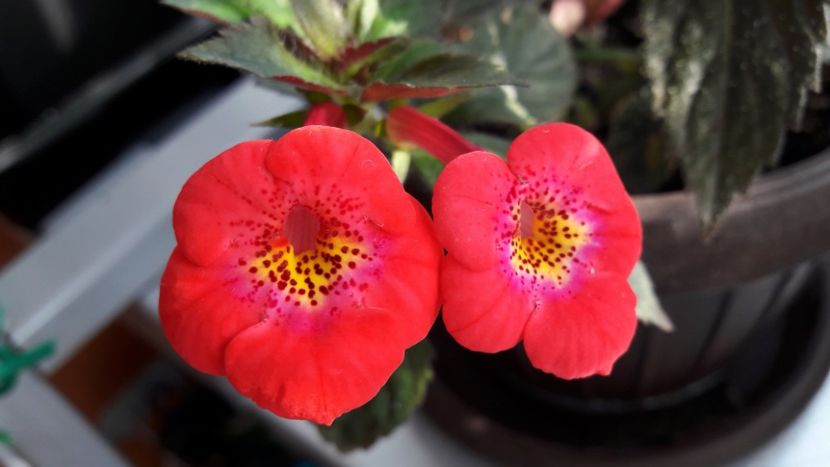 Fire Vortex - 09 Achimenes 2018