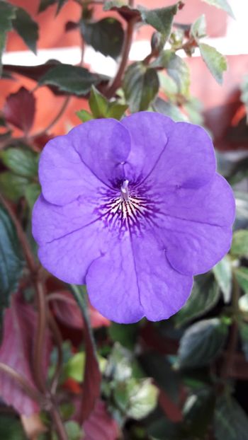 Iona - 09 Achimenes 2018