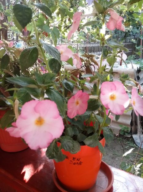  - Vie en Rose