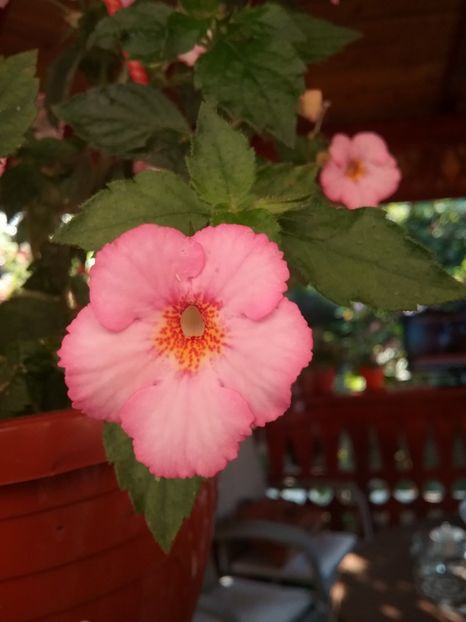  - Vie en Rose
