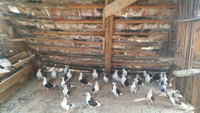  - -Matca 2018 jucatori de galati