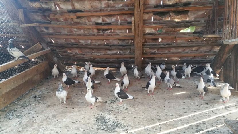  - -Matca 2018 jucatori de galati