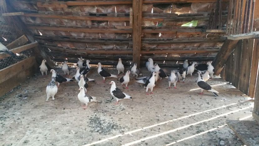  - -Matca 2018 jucatori de galati