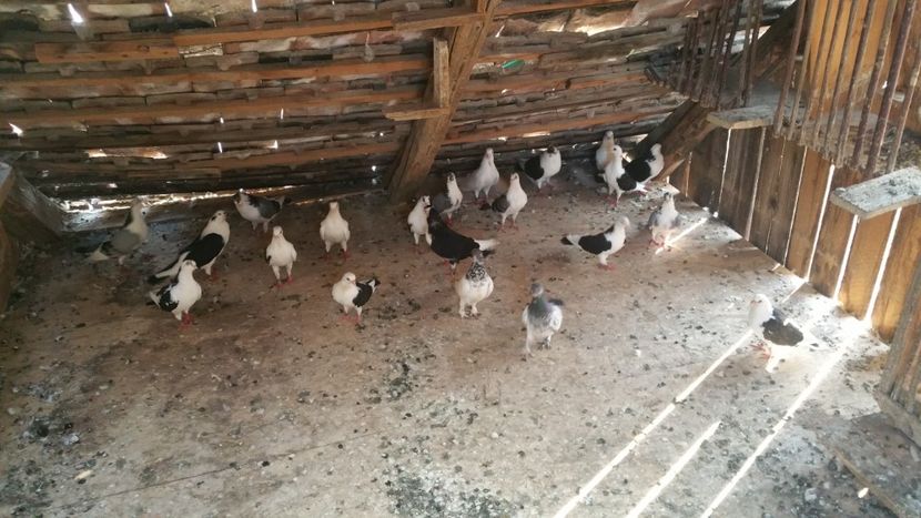  - -Matca 2018 jucatori de galati