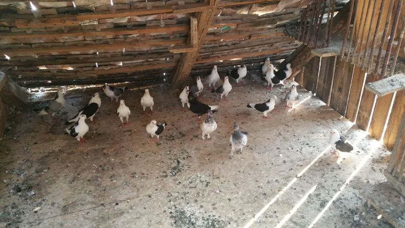  - -Matca 2018 jucatori de galati