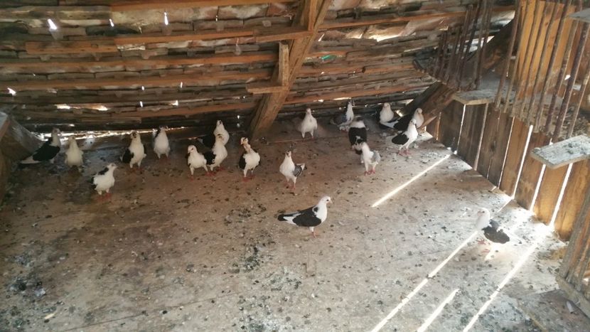  - -Matca 2018 jucatori de galati