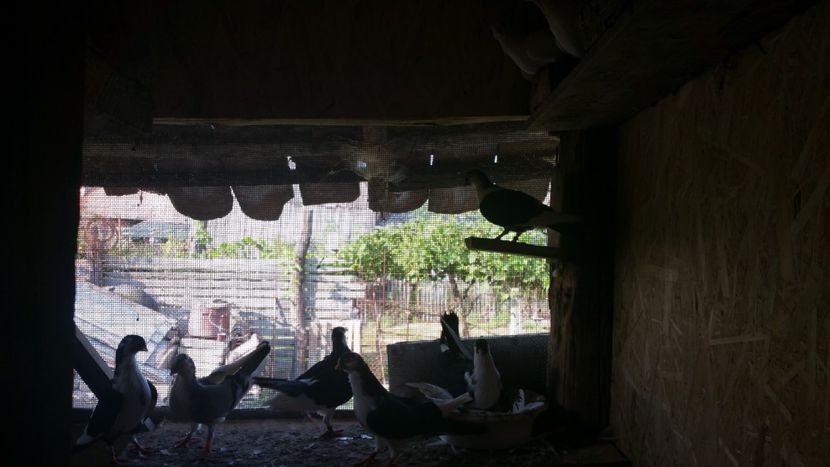  - -Matca 2018 jucatori de galati