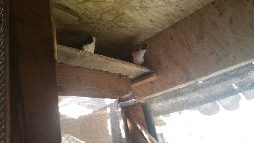  - -Matca 2018 jucatori de galati