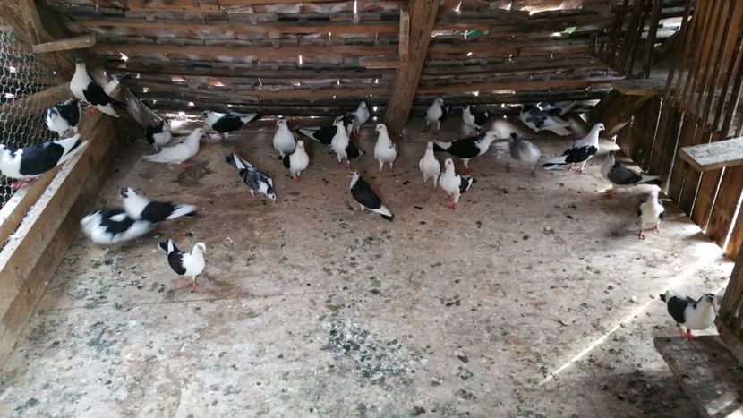  - -Matca 2018 jucatori de galati